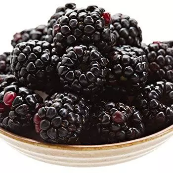 Fast Growing Trees Groundcover & Vines Boysenberry Bush - Thornless 3 Fast Growing Trees Groundcover & Vines Boysenberry Bush - Thornless