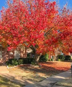 Fast Growing Trees Bradford Pear Tree Flowering Pear Trees 10 Fast Growing Trees Bradford Pear Tree Flowering Pear Trees