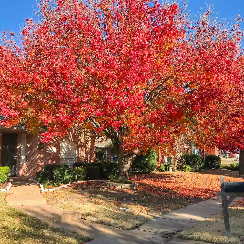 Fast Growing Trees Bradford Pear Tree Flowering Pear Trees 6 Fast Growing Trees Bradford Pear Tree Flowering Pear Trees