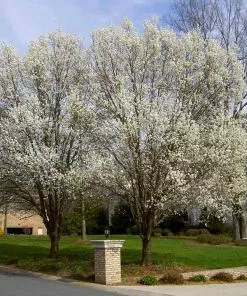 Fast Growing Trees Bradford Pear Tree Flowering Pear Trees 9 Fast Growing Trees Bradford Pear Tree Flowering Pear Trees