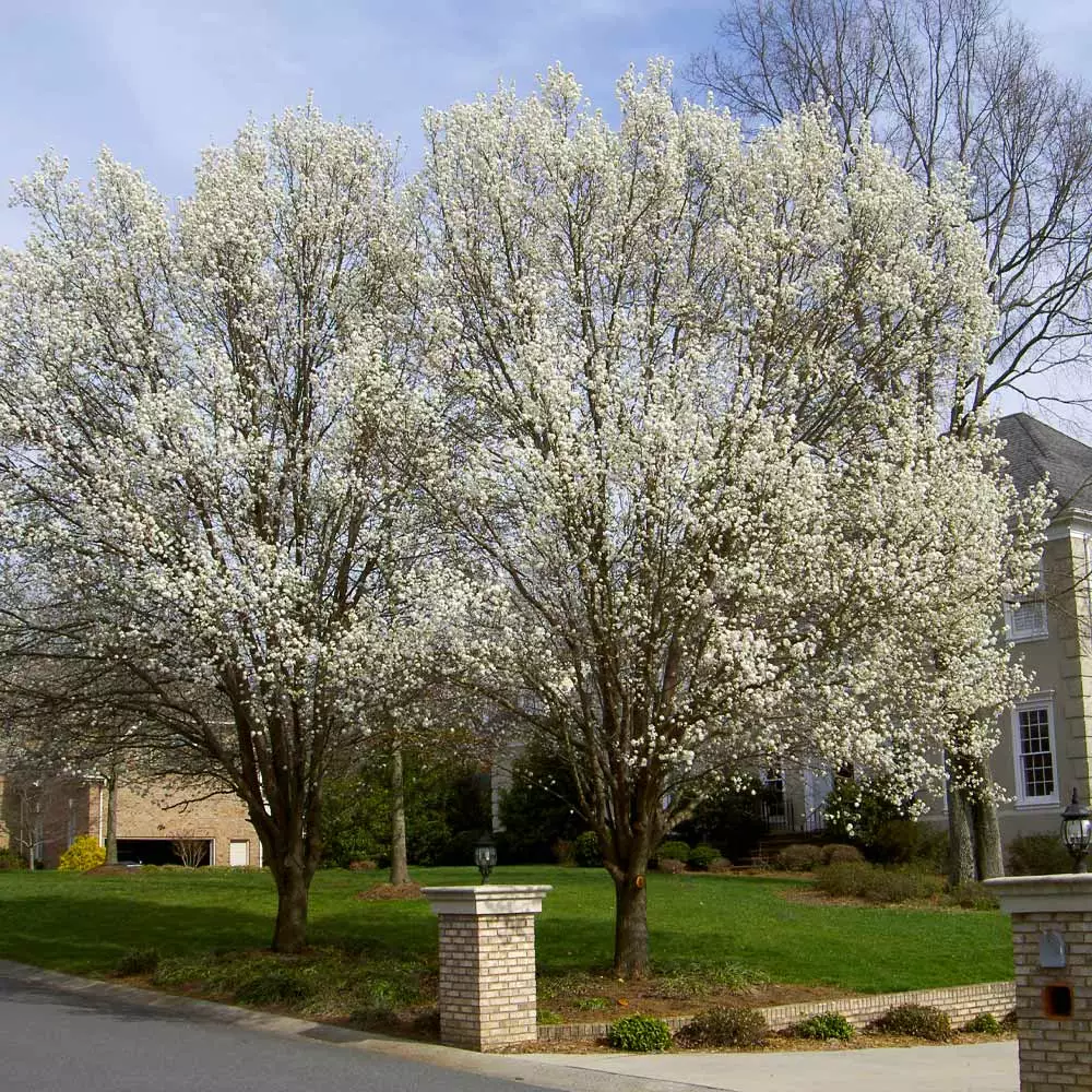 Fast Growing Trees Bradford Pear Tree Flowering Pear Trees 5 Fast Growing Trees Bradford Pear Tree Flowering Pear Trees