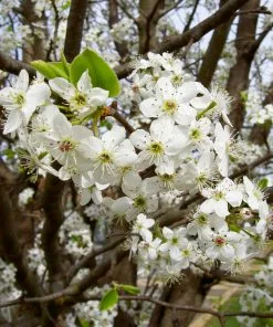 Fast Growing Trees Bradford Pear Tree Flowering Pear Trees 11 Fast Growing Trees Bradford Pear Tree Flowering Pear Trees