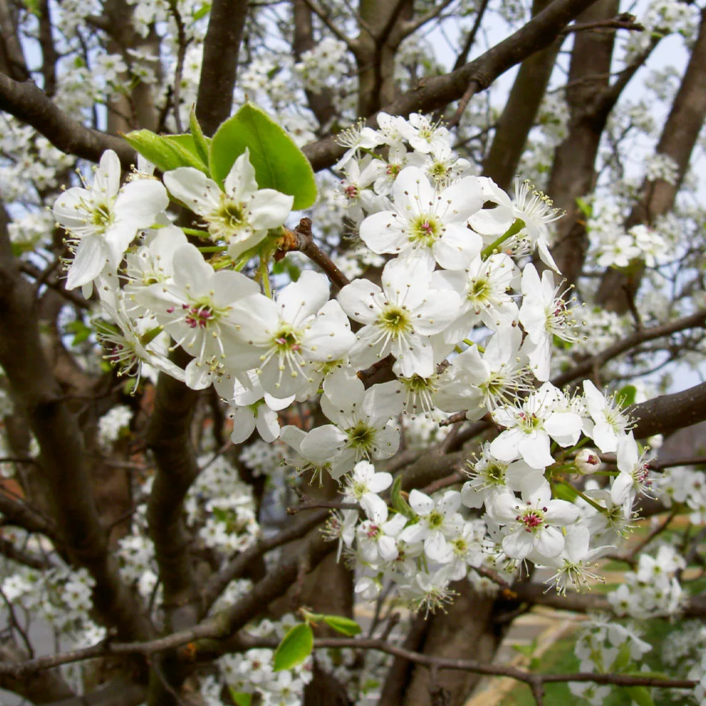 Fast Growing Trees Bradford Pear Tree Flowering Pear Trees 7 Fast Growing Trees Bradford Pear Tree Flowering Pear Trees