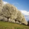 Fast Growing Trees Bradford Pear Tree Flowering Pear Trees 1 Fast Growing Trees Bradford Pear Tree Flowering Pear Trees