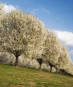 Fast Growing Trees Bradford Pear Tree Flowering Pear Trees
