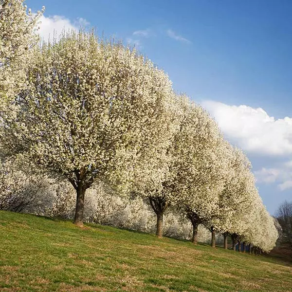 Fast Growing Trees Bradford Pear Tree Flowering Pear Trees 3 Fast Growing Trees Bradford Pear Tree Flowering Pear Trees