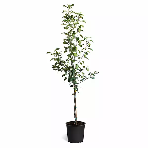 Fast Growing Trees Braeburn & Gala Twisted Apple Tree 3 Fast Growing Trees Braeburn & Gala Twisted Apple Tree