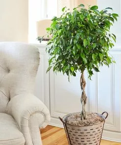 Fast Growing Trees Air Purifying House Plants Braided Benjamina Ficus Tree 16 Fast Growing Trees Air Purifying House Plants Braided Benjamina Ficus Tree