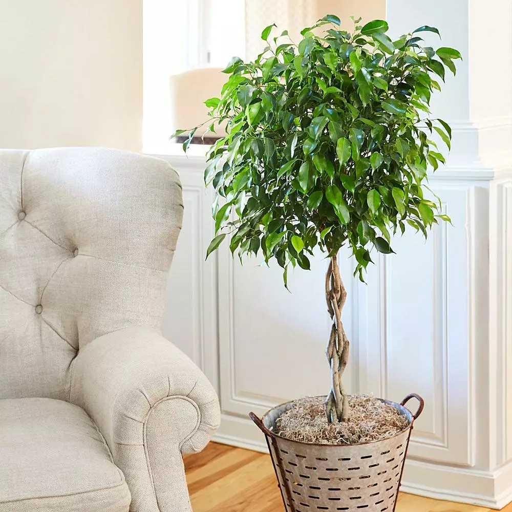 Fast Growing Trees Air Purifying House Plants Braided Benjamina Ficus Tree 6 Fast Growing Trees Air Purifying House Plants Braided Benjamina Ficus Tree