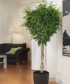 Fast Growing Trees Air Purifying House Plants Braided Benjamina Ficus Tree