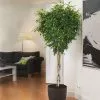 Fast Growing Trees Air Purifying House Plants Braided Benjamina Ficus Tree 1 Fast Growing Trees Air Purifying House Plants Braided Benjamina Ficus Tree