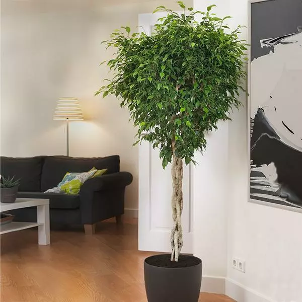 Fast Growing Trees Air Purifying House Plants Braided Benjamina Ficus Tree 3 Fast Growing Trees Air Purifying House Plants Braided Benjamina Ficus Tree