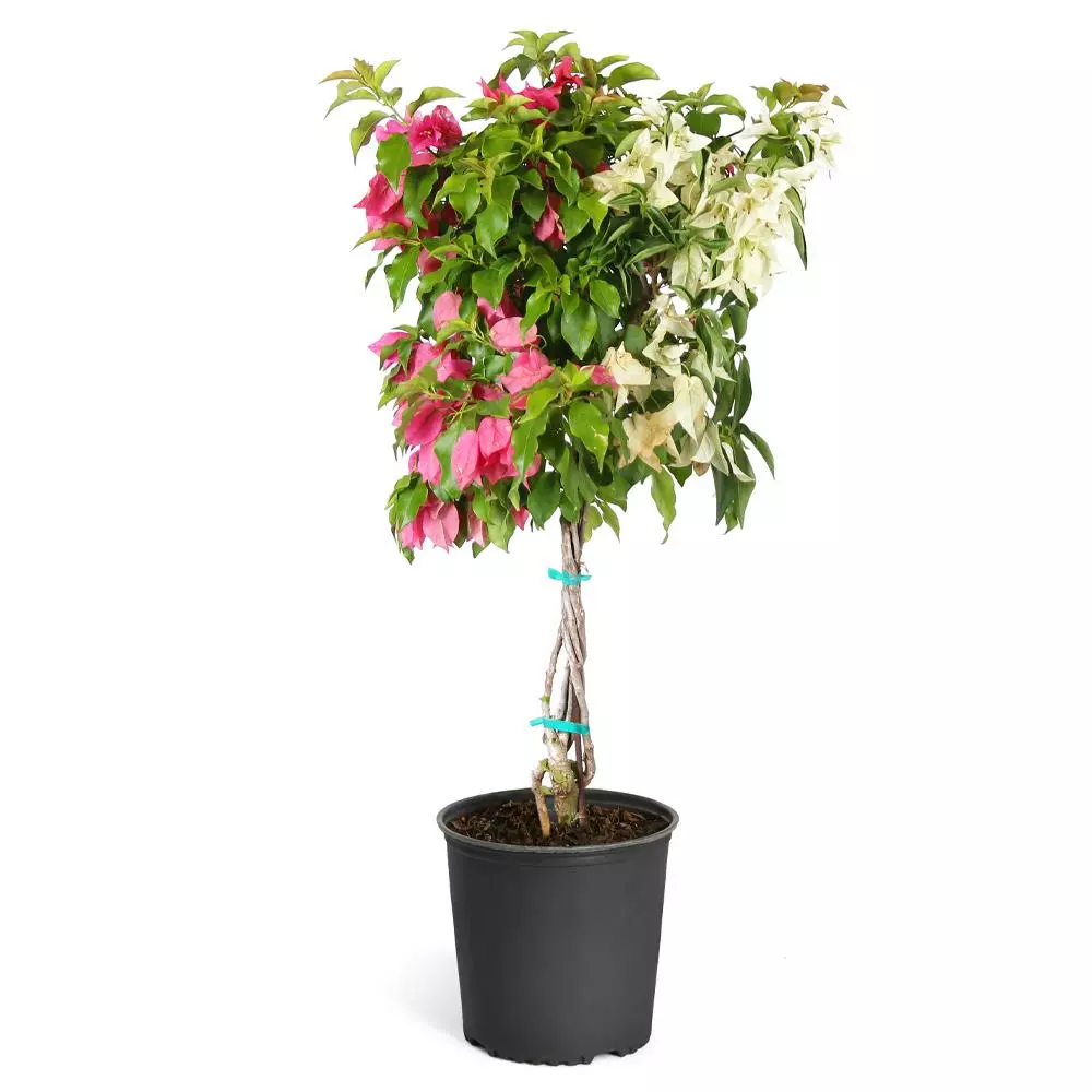 Fast Growing Trees Bi-Color Bougainvillea Tree See All Shrubs & Hedges 3 Fast Growing Trees Bi-Color Bougainvillea Tree See All Shrubs & Hedges