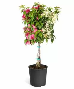 Fast Growing Trees Bi-Color Bougainvillea Tree See All Shrubs & Hedges