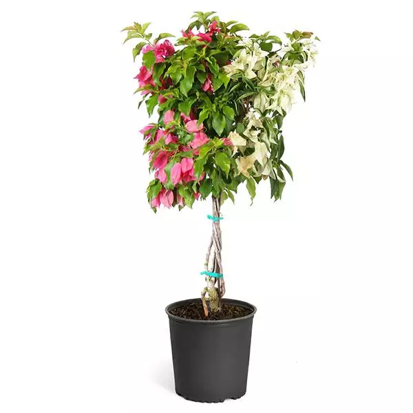 Fast Growing Trees Bi-Color Bougainvillea Tree See All Shrubs & Hedges 4 Fast Growing Trees Bi-Color Bougainvillea Tree See All Shrubs & Hedges