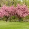 Fast Growing Trees Crabapple Trees Brandywine Crabapple Tree
