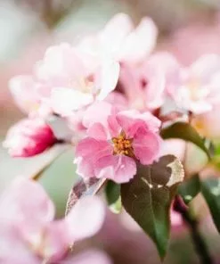 Fast Growing Trees Crabapple Trees Brandywine Crabapple Tree 8 Fast Growing Trees Crabapple Trees Brandywine Crabapple Tree