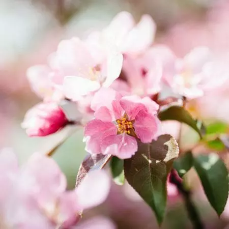 Fast Growing Trees Crabapple Trees Brandywine Crabapple Tree 5 Fast Growing Trees Crabapple Trees Brandywine Crabapple Tree