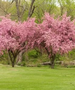 Fast Growing Trees Crabapple Trees Brandywine Crabapple Tree