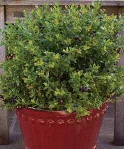 Fast Growing Trees Bushel And Berry® Blueberry Glaze™ Blueberry Bush 9 Fast Growing Trees Bushel And Berry® Blueberry Glaze™ Blueberry Bush