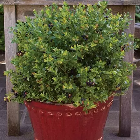 Fast Growing Trees Bushel And Berry® Blueberry Glaze™ Blueberry Bush 6 Fast Growing Trees Bushel And Berry® Blueberry Glaze™ Blueberry Bush