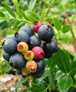Fast Growing Trees Bushel And Berry® Blueberry Glaze™ Blueberry Bush