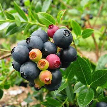 Fast Growing Trees Bushel And Berry® Blueberry Glaze™ Blueberry Bush 4 Fast Growing Trees Bushel And Berry® Blueberry Glaze™ Blueberry Bush