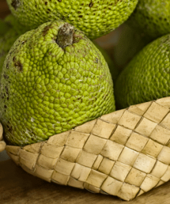 Fast Growing Trees Breadfruit