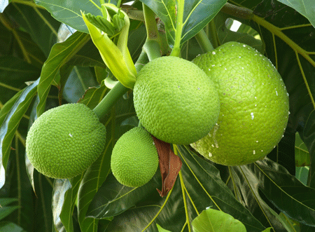 Fast Growing Trees Breadfruit 5 Fast Growing Trees Breadfruit