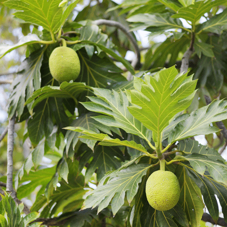 Fast Growing Trees Breadfruit 6 Fast Growing Trees Breadfruit