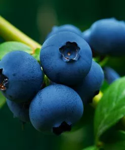 Fast Growing Trees Blueberry Bushes Brightwell Blueberry