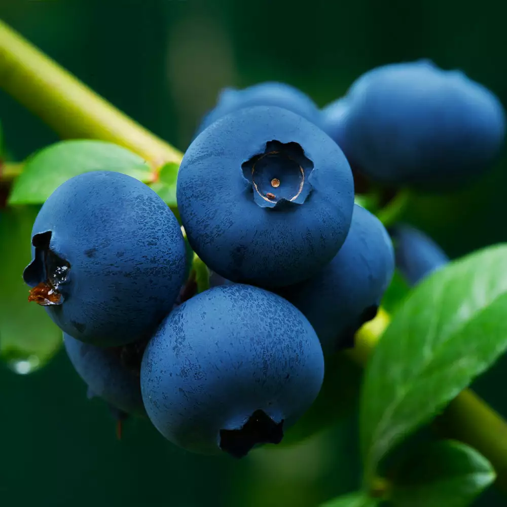 Fast Growing Trees Blueberry Bushes Brightwell Blueberry 4 Fast Growing Trees Blueberry Bushes Brightwell Blueberry