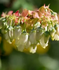 Fast Growing Trees Blueberry Bushes Brightwell Blueberry 10 Fast Growing Trees Blueberry Bushes Brightwell Blueberry
