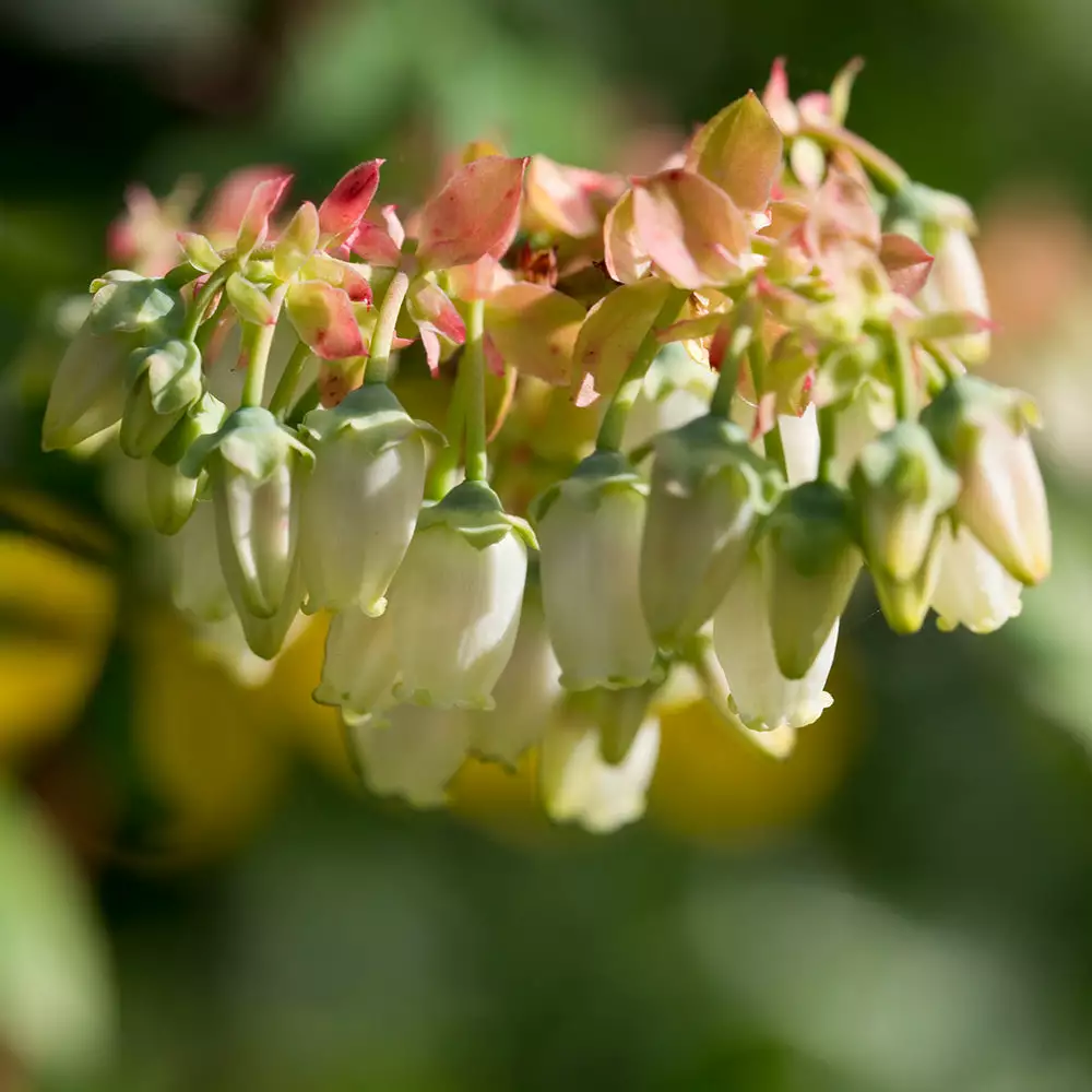 Fast Growing Trees Blueberry Bushes Brightwell Blueberry 5 Fast Growing Trees Blueberry Bushes Brightwell Blueberry