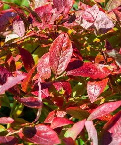 Fast Growing Trees Blueberry Bushes Brightwell Blueberry 12 Fast Growing Trees Blueberry Bushes Brightwell Blueberry