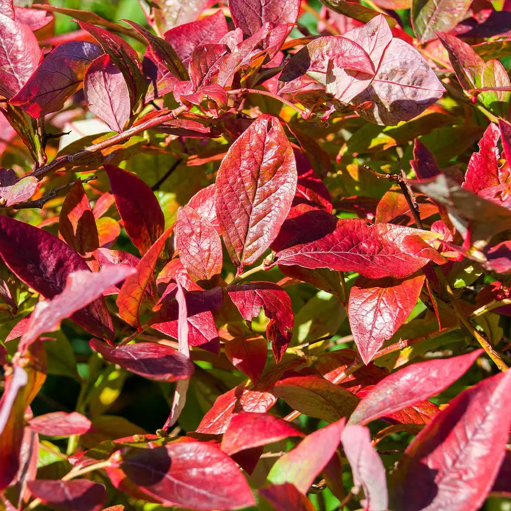 Fast Growing Trees Blueberry Bushes Brightwell Blueberry 7 Fast Growing Trees Blueberry Bushes Brightwell Blueberry