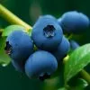 Fast Growing Trees Blueberry Bushes Brightwell Blueberry 2 Fast Growing Trees Blueberry Bushes Brightwell Blueberry