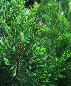 Fast Growing Trees Juniper Trees Brodie Eastern Red Cedar Tree 7 Fast Growing Trees Juniper Trees Brodie Eastern Red Cedar Tree