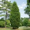 Fast Growing Trees Juniper Trees Brodie Eastern Red Cedar Tree 2 Fast Growing Trees Juniper Trees Brodie Eastern Red Cedar Tree