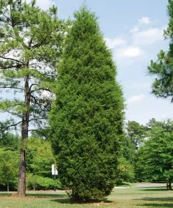 Fast Growing Trees Juniper Trees Brodie Eastern Red Cedar Tree