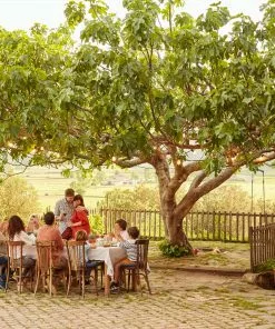 Fast Growing Trees Fig Trees Brown Turkey Fig 8 Fast Growing Trees Fig Trees Brown Turkey Fig