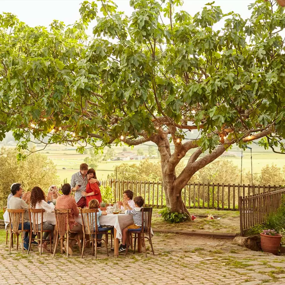 Fast Growing Trees Brown Turkey Fig Tree Salt Tolerant Plants 5 Fast Growing Trees Brown Turkey Fig Tree Salt Tolerant Plants