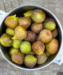 Fast Growing Trees Fig Trees Brown Turkey Fig