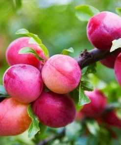 Fast Growing Trees Bubblegum 'Toka' Plum Tree Plum Trees