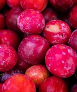 Fast Growing Trees Bubblegum 'Toka' Plum Tree Plum Trees 9 Fast Growing Trees Bubblegum 'Toka' Plum Tree Plum Trees