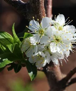 Fast Growing Trees Bubblegum 'Toka' Plum Tree Plum Trees 10 Fast Growing Trees Bubblegum 'Toka' Plum Tree Plum Trees