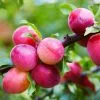 Fast Growing Trees Bubblegum 'Toka' Plum Tree Plum Trees 2 Fast Growing Trees Bubblegum 'Toka' Plum Tree Plum Trees