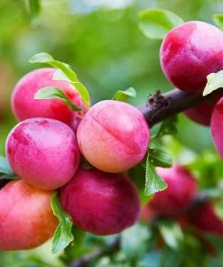 Fast Growing Trees Bubblegum 'Toka' Plum Tree Plum Trees