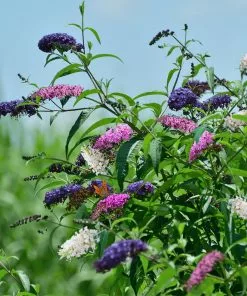 Fast Growing Trees Butterfly Magic™ Butterfly Bush See All Shrubs & Hedges 7 Fast Growing Trees Butterfly Magic™ Butterfly Bush See All Shrubs & Hedges