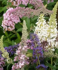 Fast Growing Trees Butterfly Magic™ Butterfly Bush See All Shrubs & Hedges